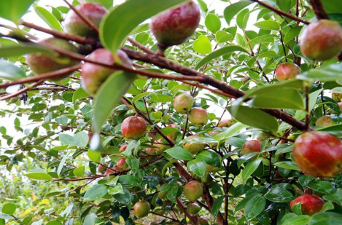 零陵：油茶染秋，遍地飄香