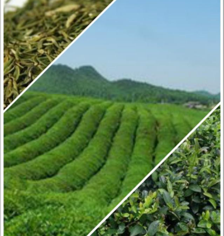 品味茶香，寄情山水，這6種茶為你展現(xiàn)獨(dú)特的貴州茶文化