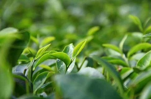 紅茶栽培技術介紹