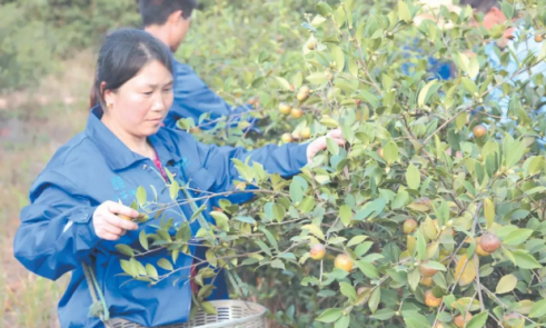平江：小油茶做成大產(chǎn)業(yè)
