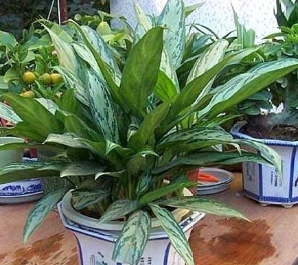 3種最愛“陰”的花卉植物，養(yǎng)在客廳、臥室都好，沒陽光也能吐氧